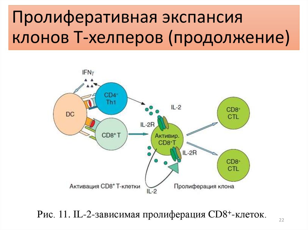 Клеточный цикл и его регуляция