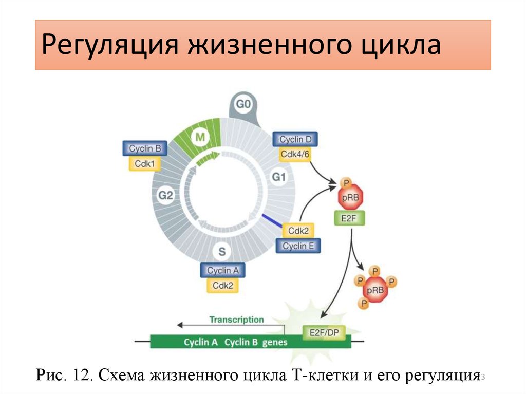 Регуляция клеток