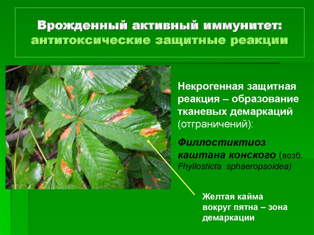 Реферат: Факторы которые обусловливают пассивный иммунитет растений к болезням