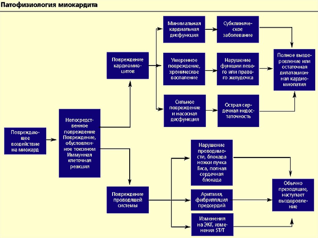 Патофизиология том 1. Миокардит патогенез схема. Фазы патогенеза миокардита. Патогенез вирусного миокардита. Миокардит патофизиология.