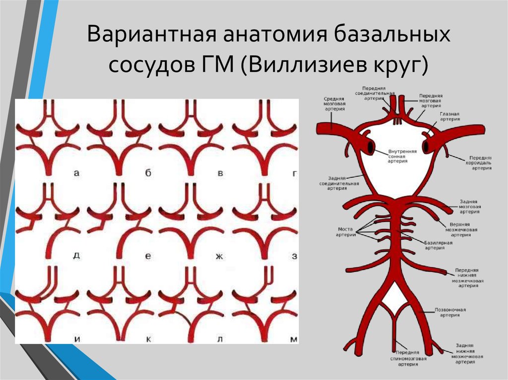 Артерии круг головного мозга. Кровоснабжение головного мозга схема Виллизиев круг. Сегменты артерий виллизиевого круга. Сосуды Виллизиева круга анатомия. Кровоснабжение головного мозга анатомия Виллизиев круг.