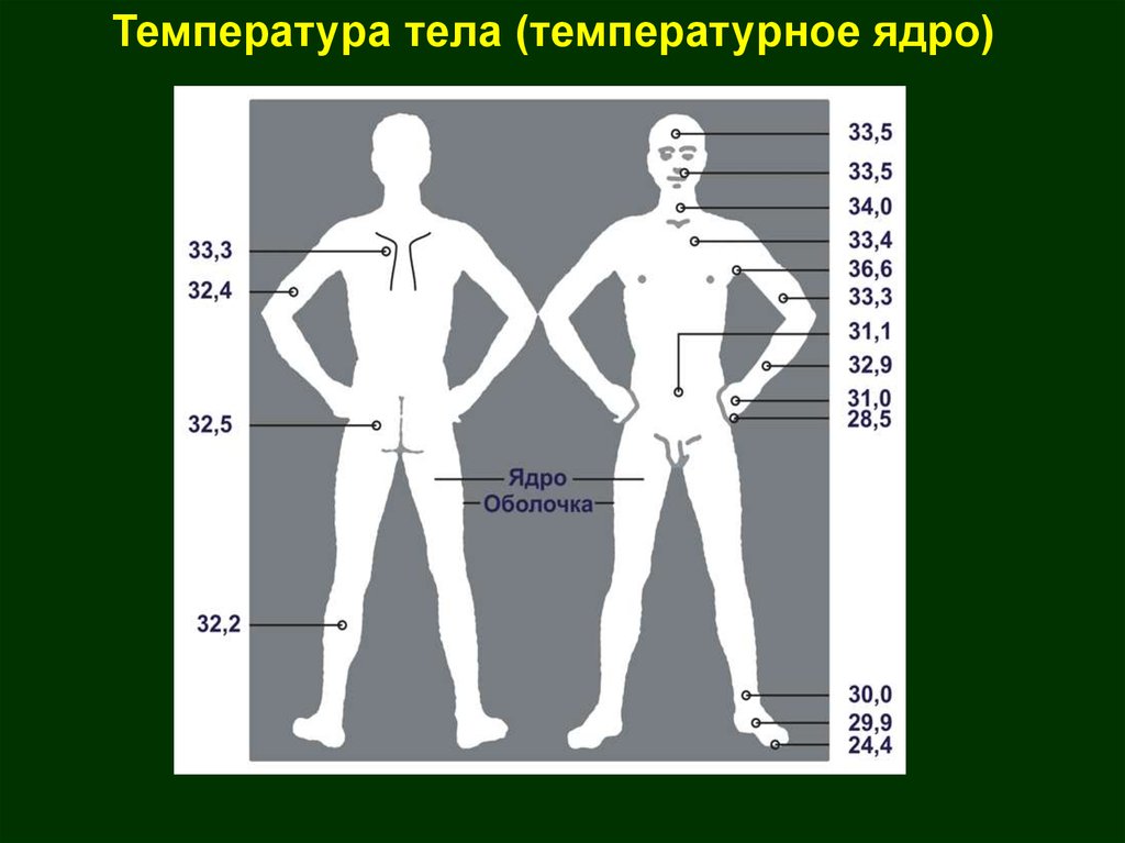 Температурная карта человека