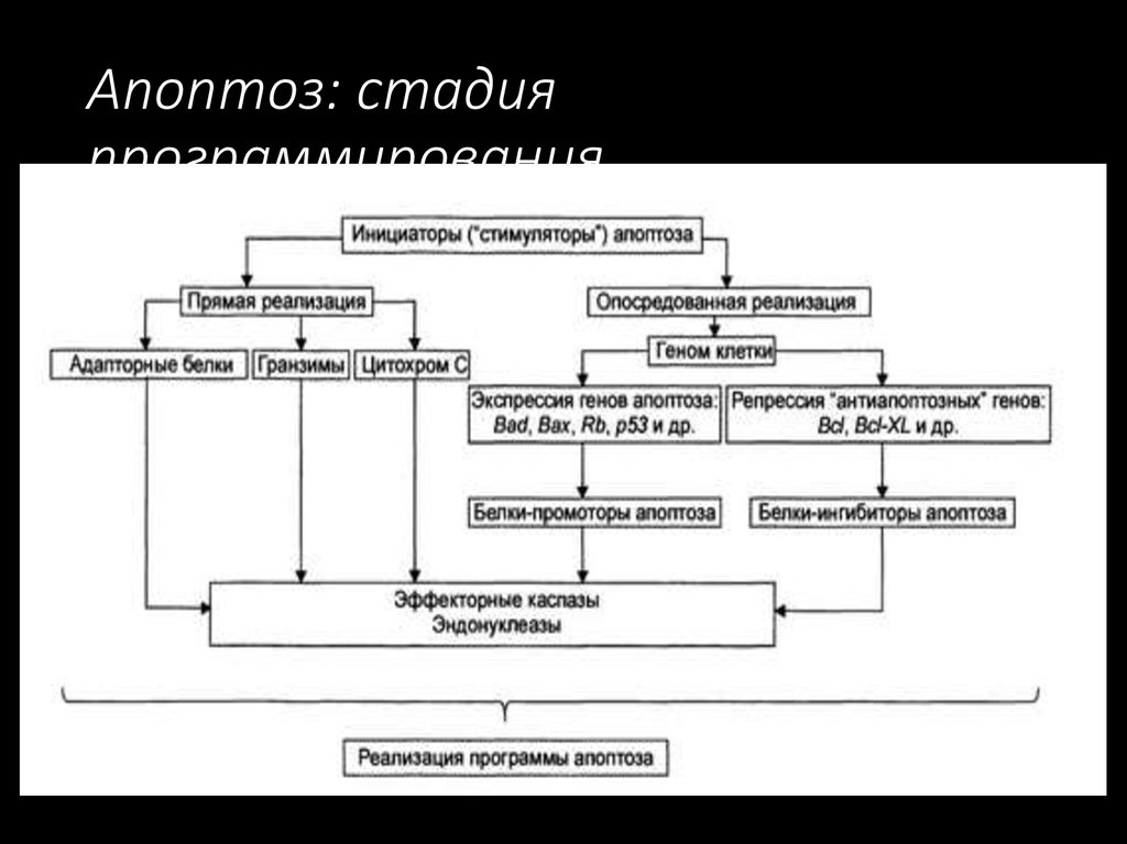 Патофизиология в схемах и таблицах 2 часть