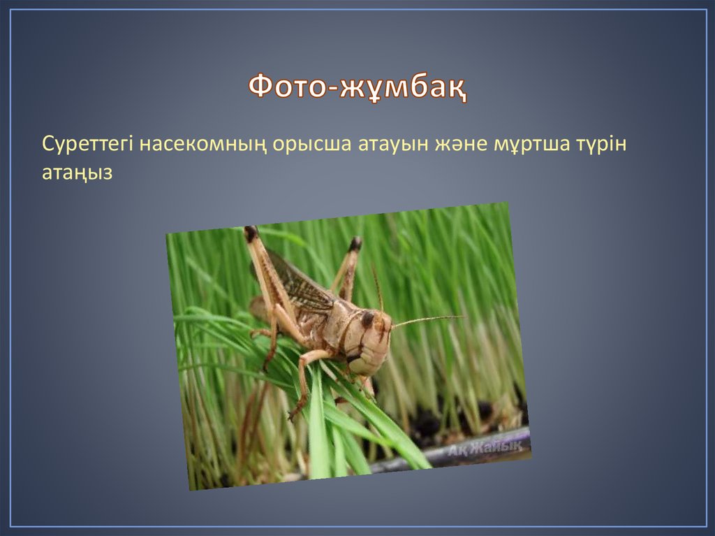 Фото-жұмбақ