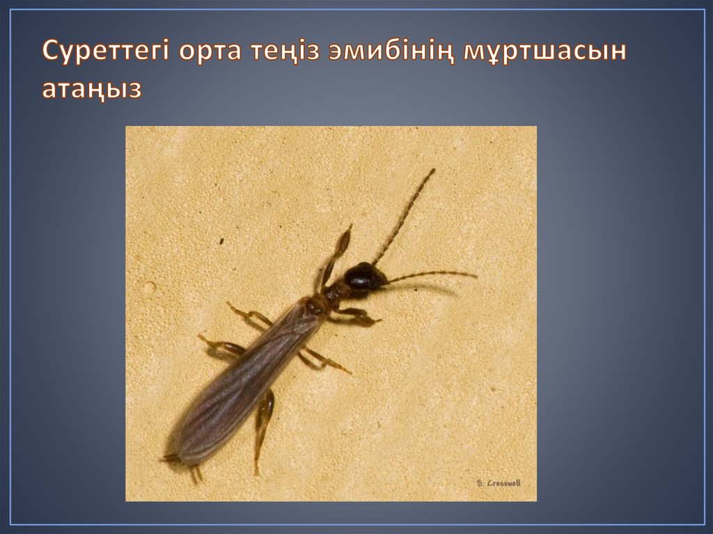 Суреттегі орта теңіз эмибінің мұртшасын атаңыз