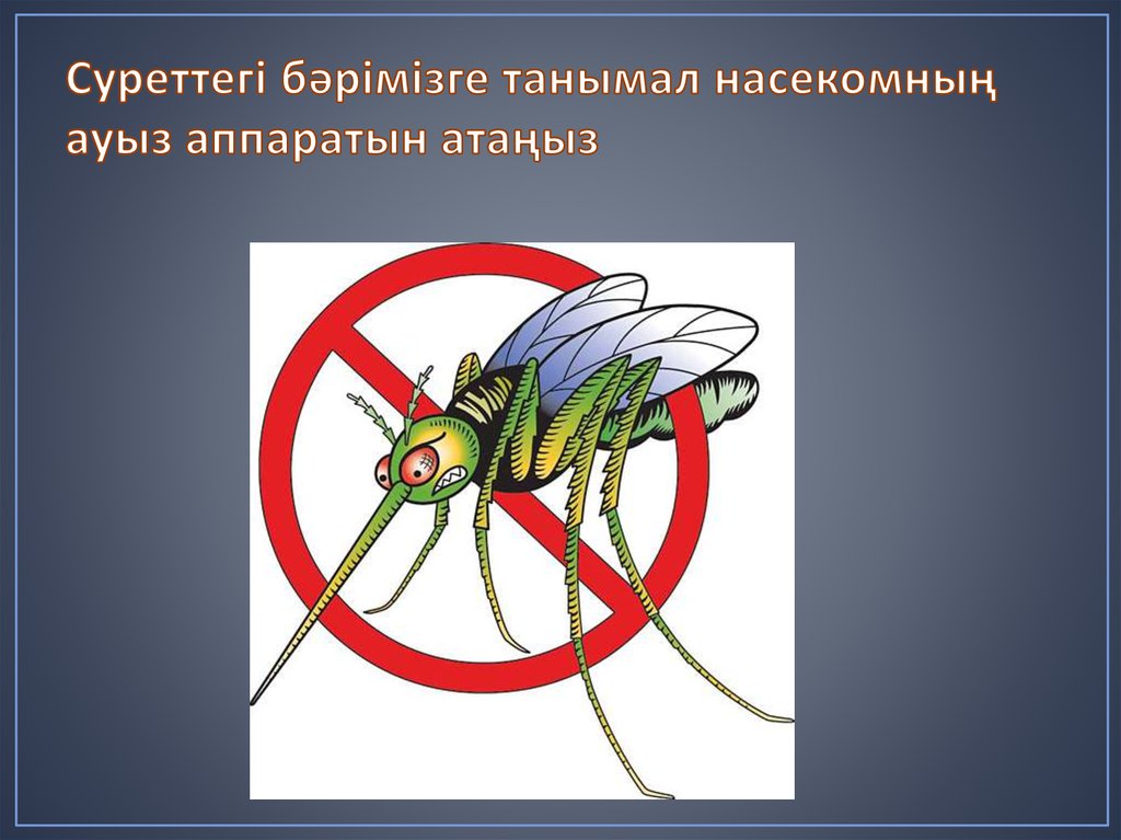 Суреттегі бәрімізге танымал насекомның ауыз аппаратын атаңыз