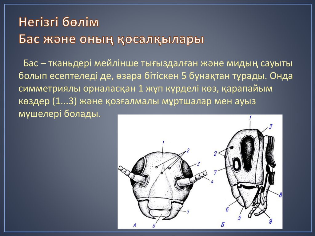 Негізгі бөлім Бас және оның қосалқылары