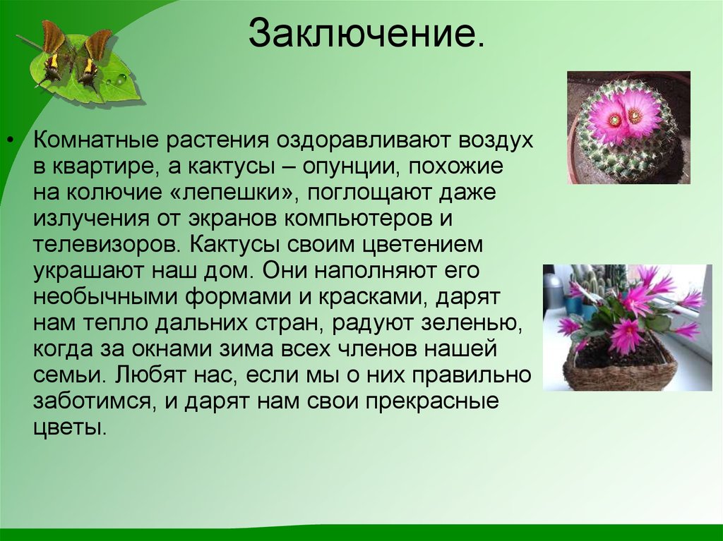 Рассказ про комнатные растения. Проект комнатные кактусы. Проект мир комнатных растений Кактус. Вывод о кактусе. Реферативный проект про кактусы.