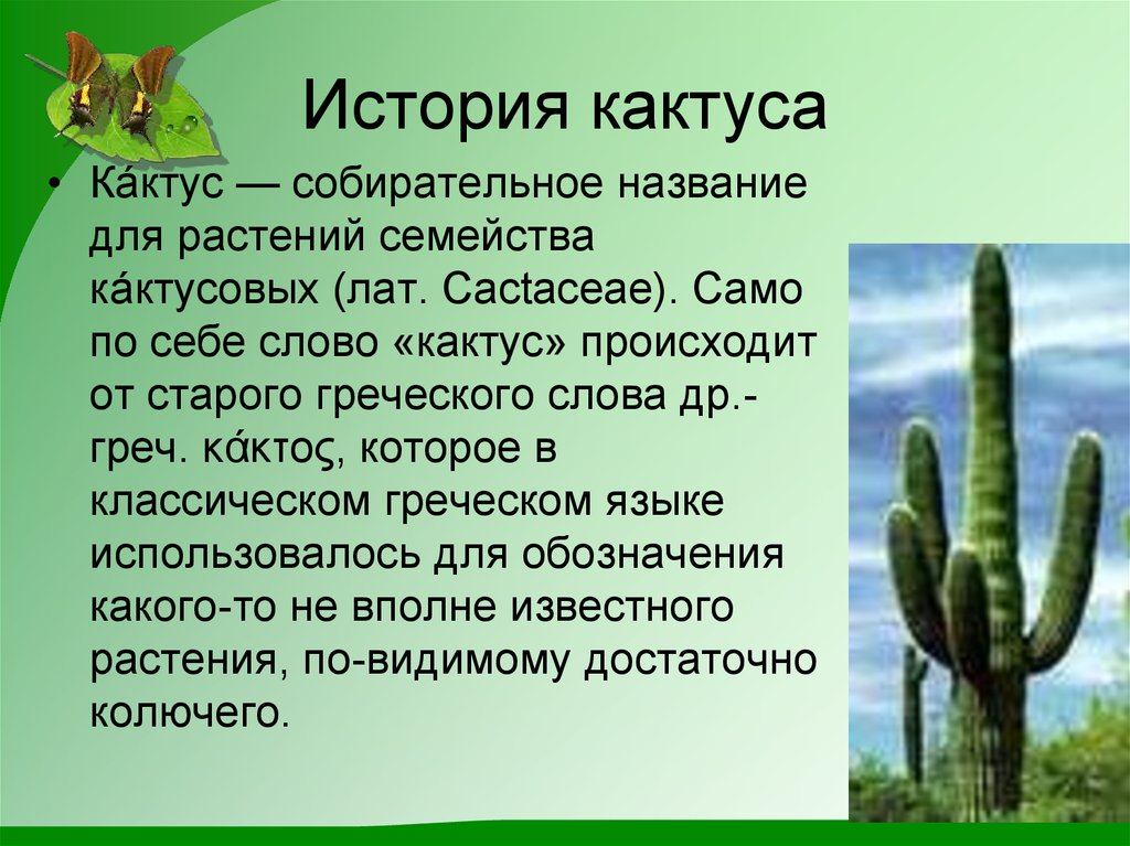 Презентация кактус 2 класс