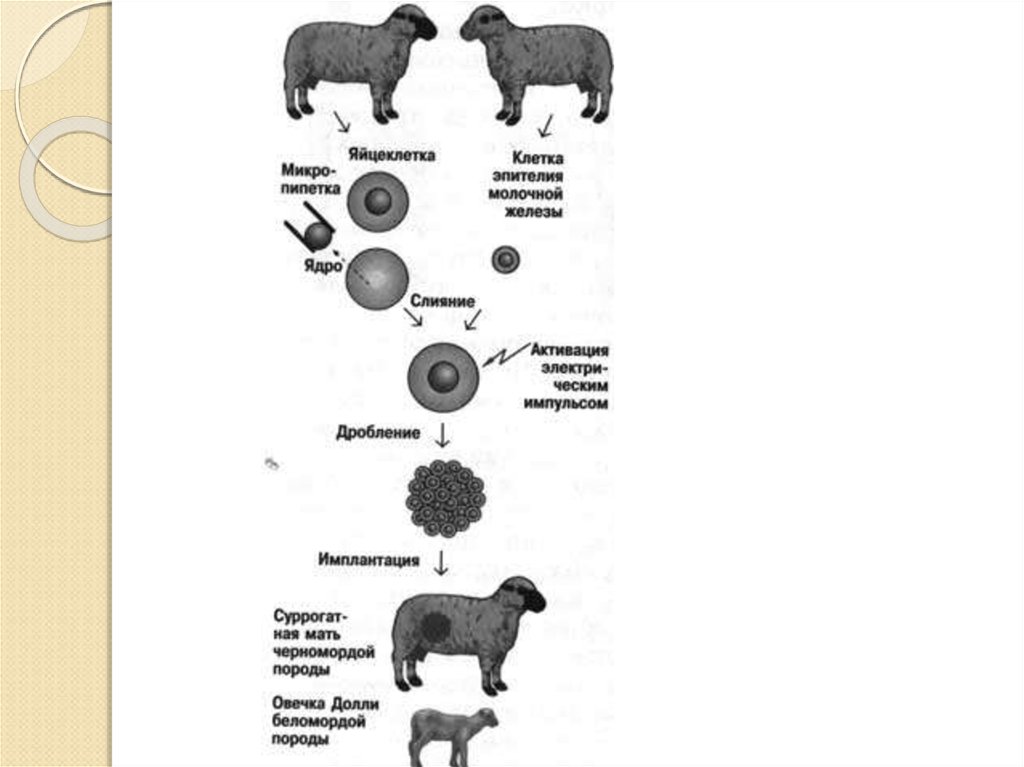 Схема клонирования высокопродуктивной коровы