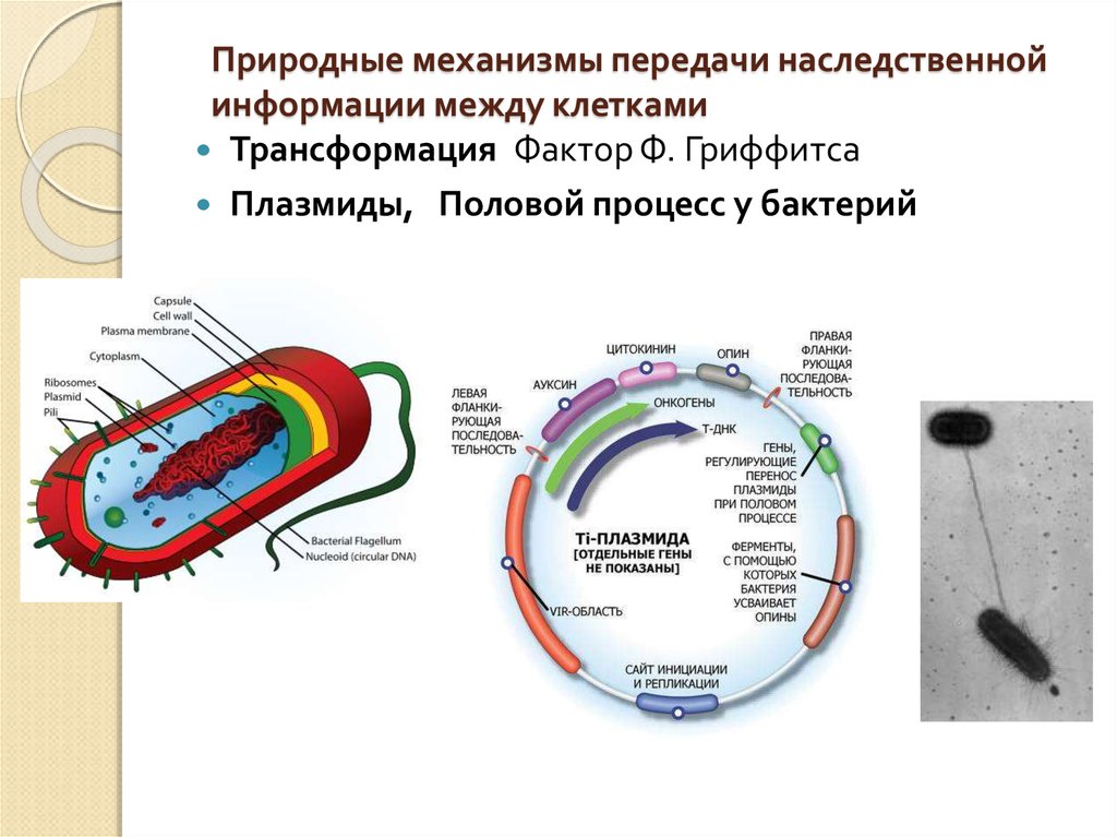 Вирус бактерия или плазмида несущая встроенный фрагмент. Хранение наследственной информации клетка бактерий. Плазмида бактериальной клетки. Носители наследственной информации в бактериальной клетке. Наследственная информация бактериальной клетки локализуется в.