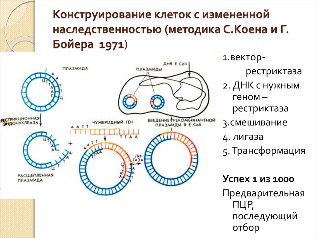 Конструирование новых генетических структур по заранее намеченному плану