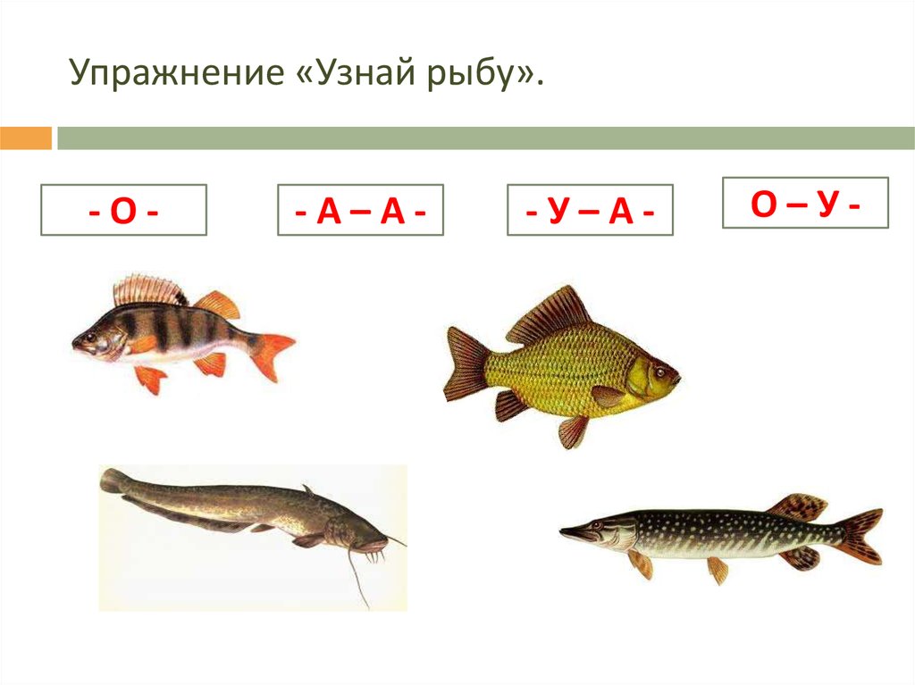 Рыбы определение