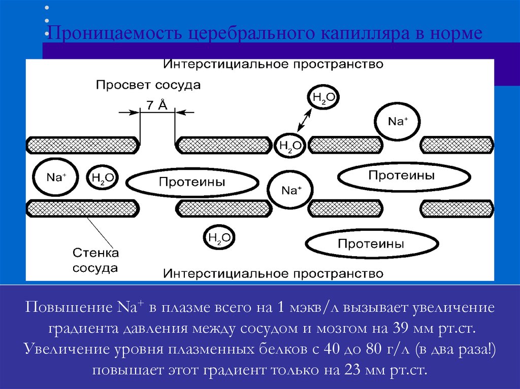 Проницаемость это. Проницаемость капилляров. Повышение проницаемости капилляров. Проницаемость кровеносных капилляров. Проницаемость стенки капилляров.