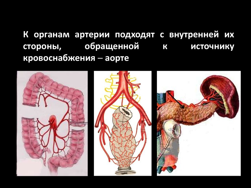 Приток крови к органам. К внутренним органам артерии подходят. Источники кровоснабжения органов. Сосудистая система человека.