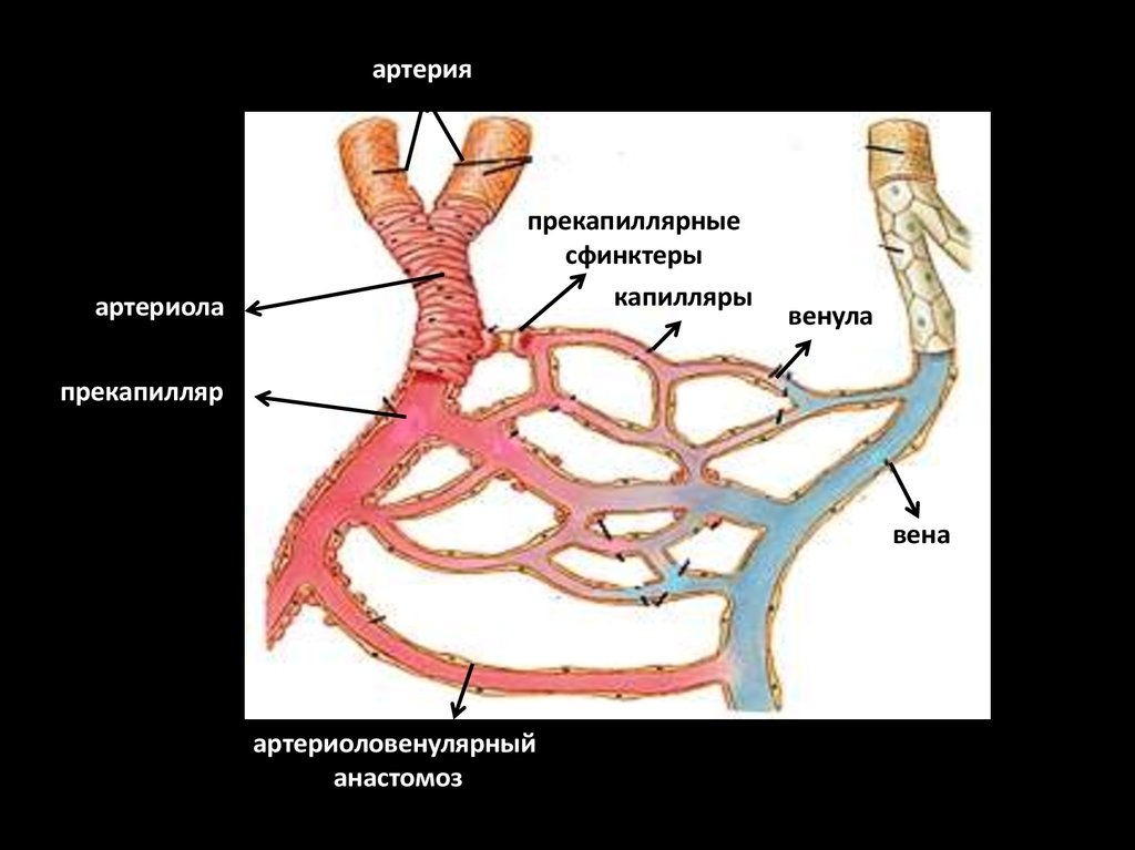Аорта артерии капилляры. Артерия артериола капилляр венула Вена. Артерии артериолы прекапилляры капилляры. Венула Вена венозный капилляр. Артерии артериолы капилляры венулы вены.