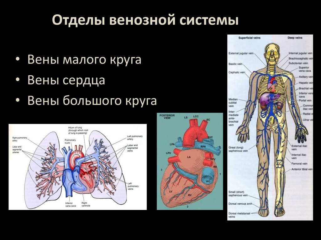 Венозная система схема