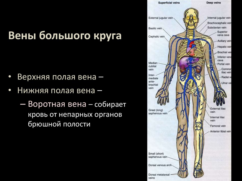 Вены большого круга таблица