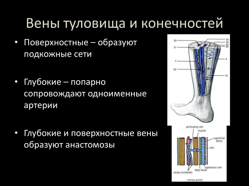 Вены туловища. Какие вены попарно сопровождают одноименные артерии. Поверхностные вены туловища.