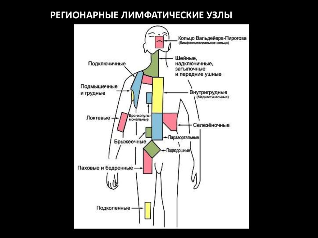 Регионарные лимфоузлы увеличены. Региональные лимфатические узлы. Схема расположения лимфоузлов на теле человека. Регионарные лимфоузлы. Группы регионарных лимфатических узлов.