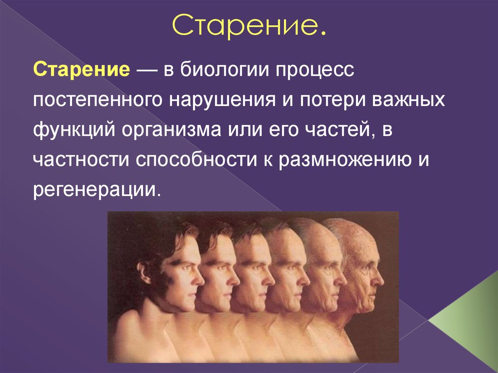 Презентация старость и старение