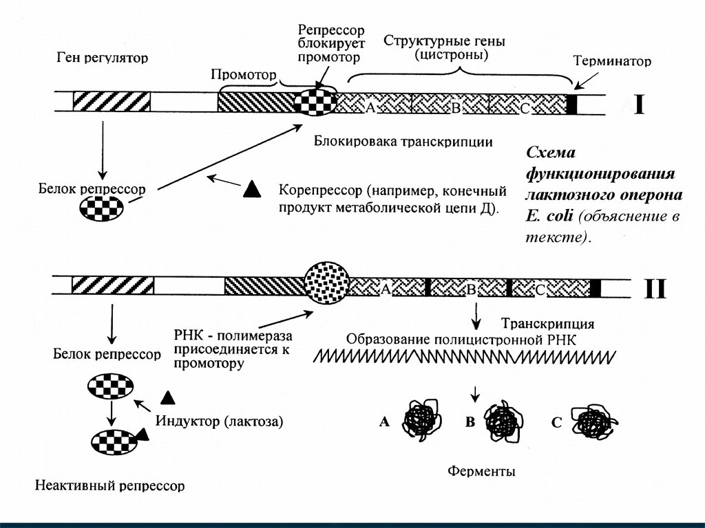 Некодирующая цепь