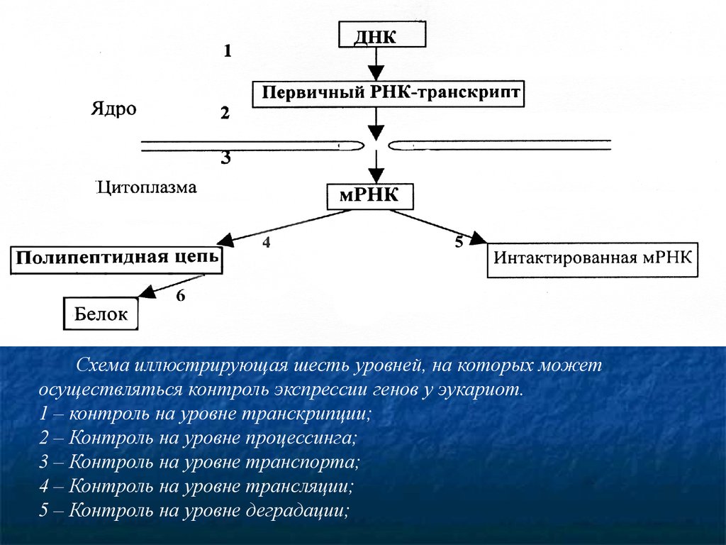 Молекулярные механизмы экспрессии генов у эукариот конспект