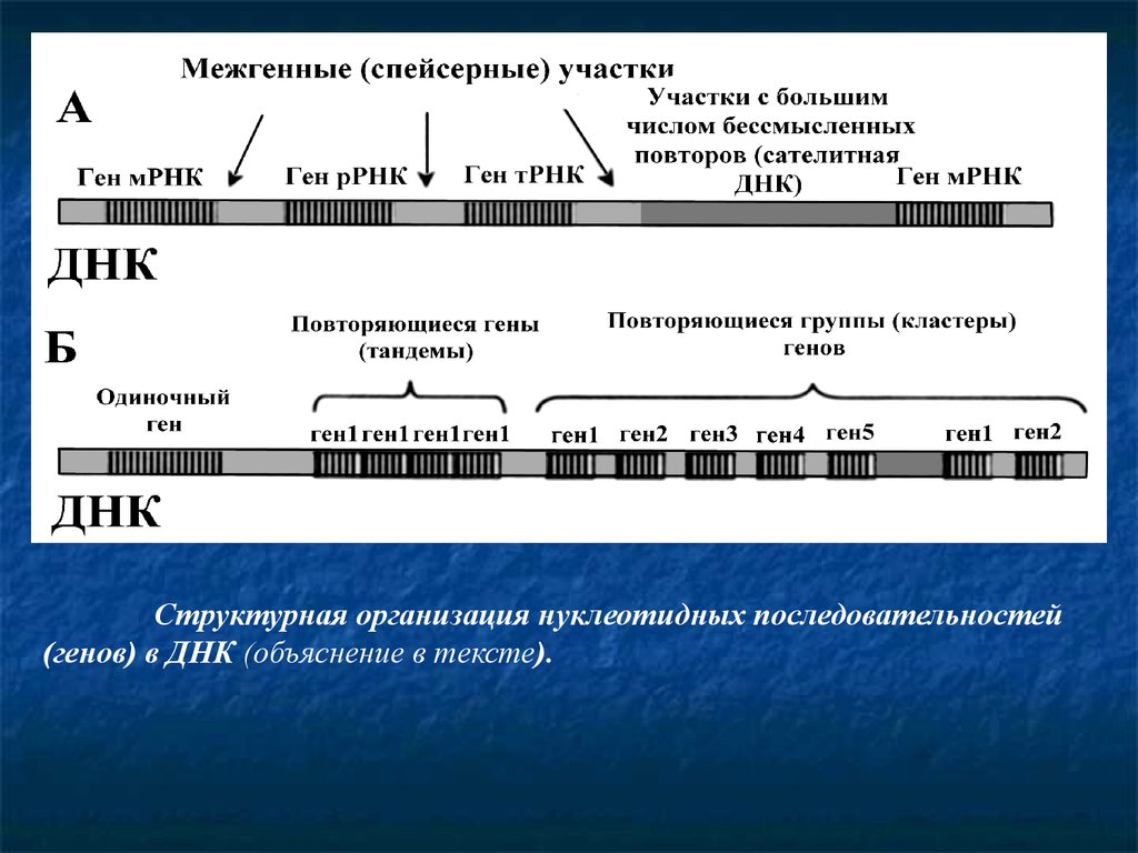 Последовательность генов в днк