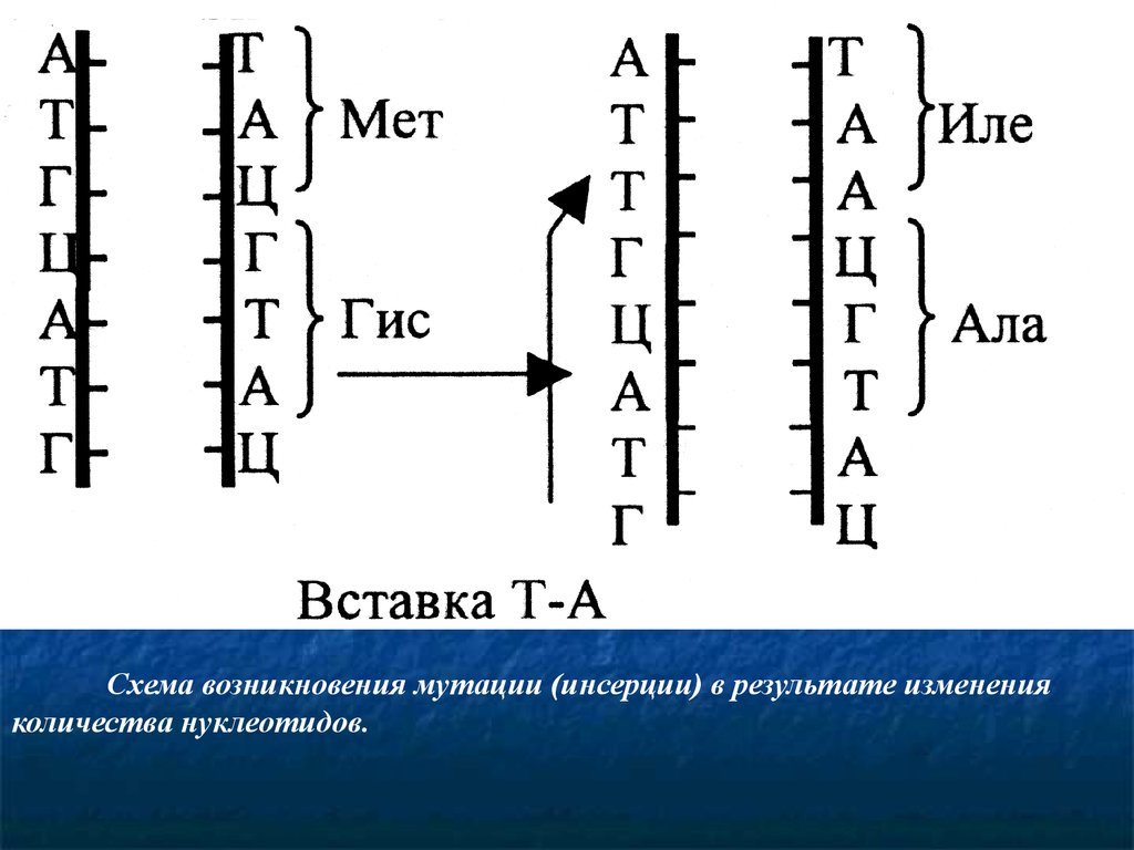 Ала гис. Инсерция. Инсерции. Инсерция это в биологии. Инсерция пример.