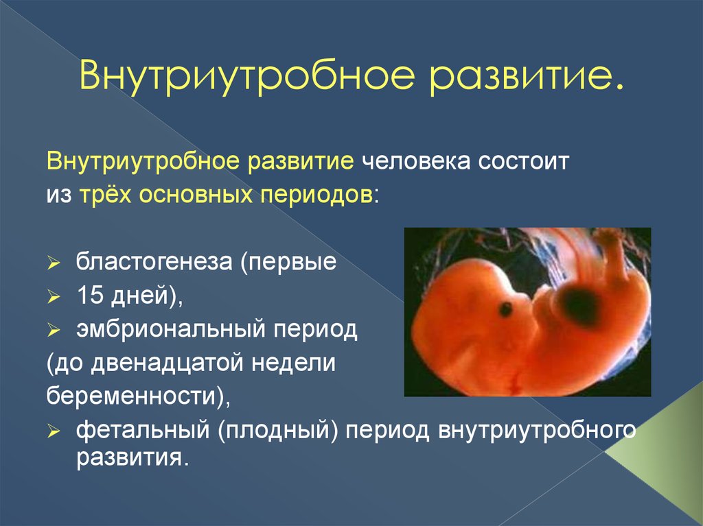 Особенности внутриутробного развития человека. Плодный период внутриутробного развития. Периоды внутриутробного развития человека бластогенез. Характеристика внутриутробного периода развития зародыша. Внутриутробный эмбриональный период жизни человека составляет:.