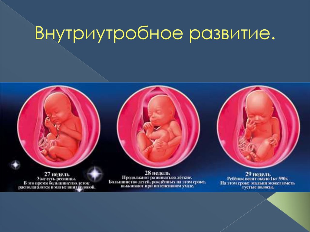 Внутриутробный период у человека длится. Периоды внутриутробного развития. Внутриутробный период развития ребенка. Этапы внутриутробного развития ребенка. Внутриутробное развитие плода.