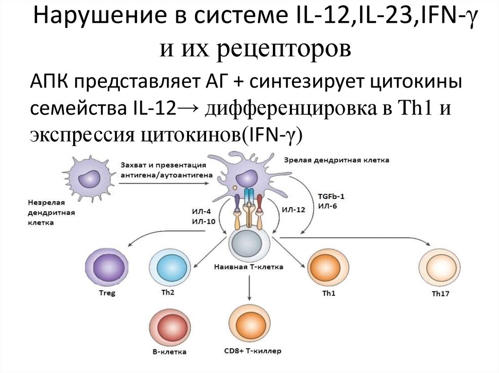 Презентация антигенов дендритными клетками