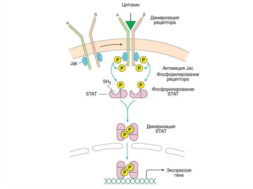 К контактным рецепторам относятся рецепторы. Схема передачи сигнала от цитокинов. Рецепторы цитокининов. Рецепторы передача схема. Схема механизма действия цитокининов.