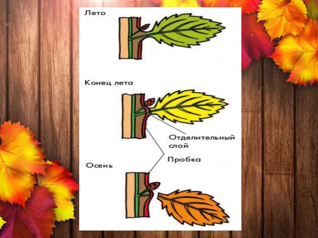 формирование отделительного слоя у листьев. образование пробкового слоя у основания черешка листа. процесс опадания листьев. отделительный слой листа. листопад отделительный слой.