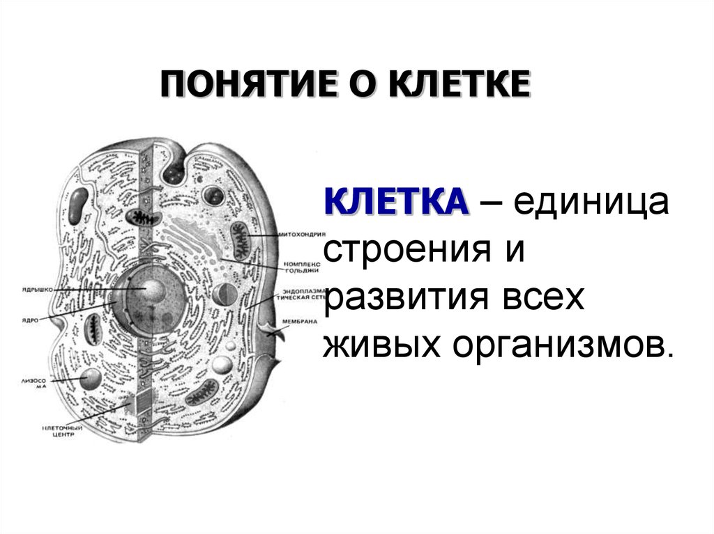 Проект на тему клетки