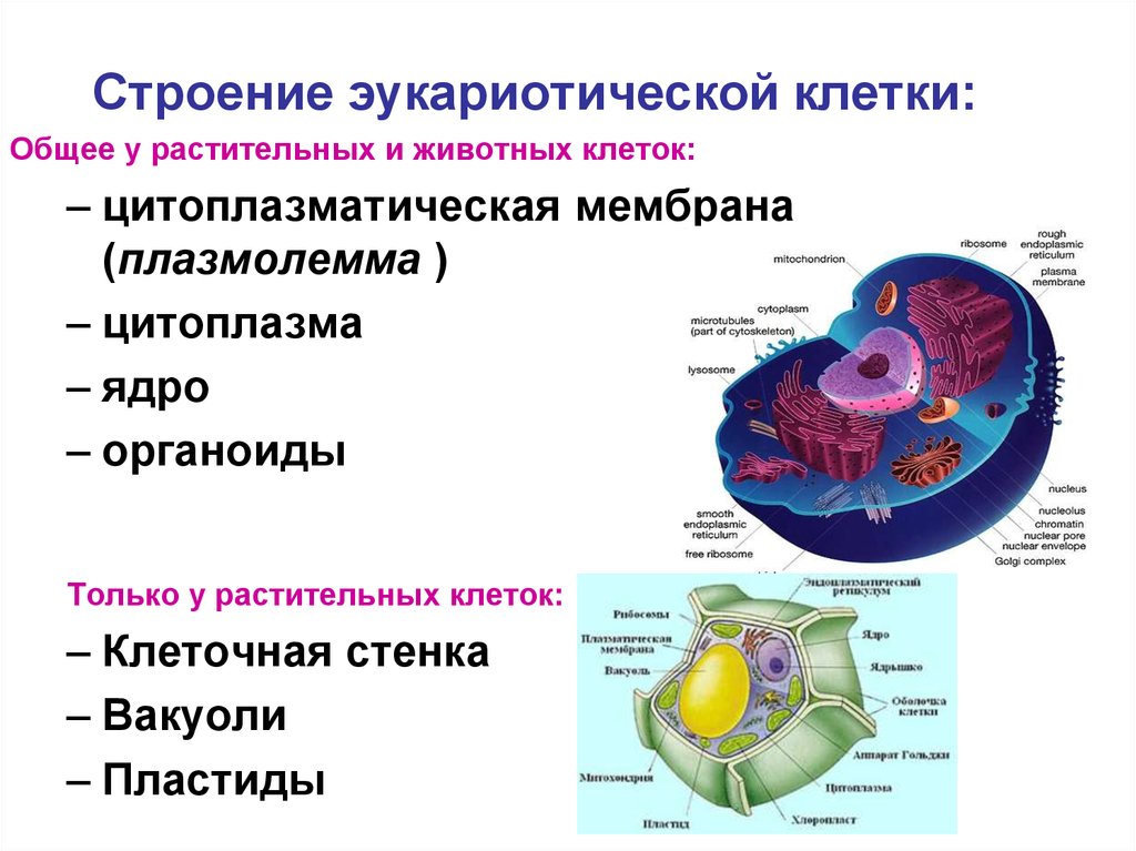 Цитология изучает строение