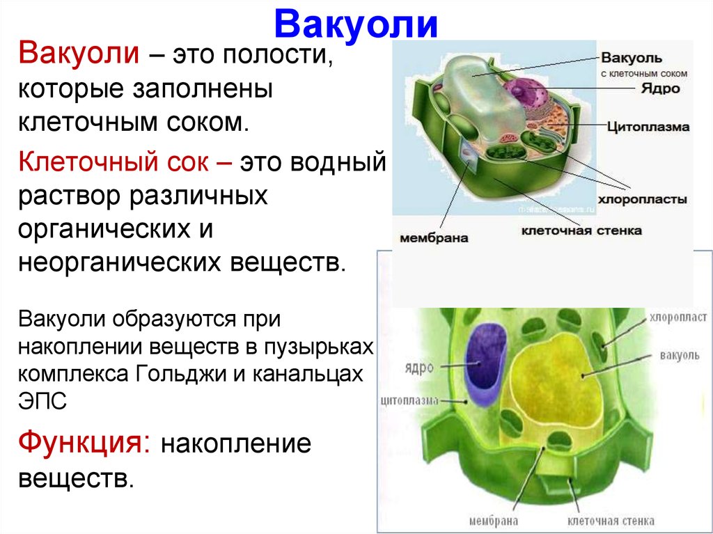 Какой цифрой на рисунке обозначена вакуоль