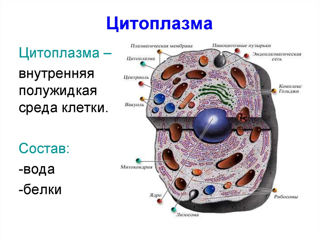 Полость в цитоплазме клетки 7. Цитоплазма клетки 10 кл. Строение цитоплазмы животной клетки. Строение цитоплазмы клетки рисунок. Строение цитоплазмы человеческой клетки.