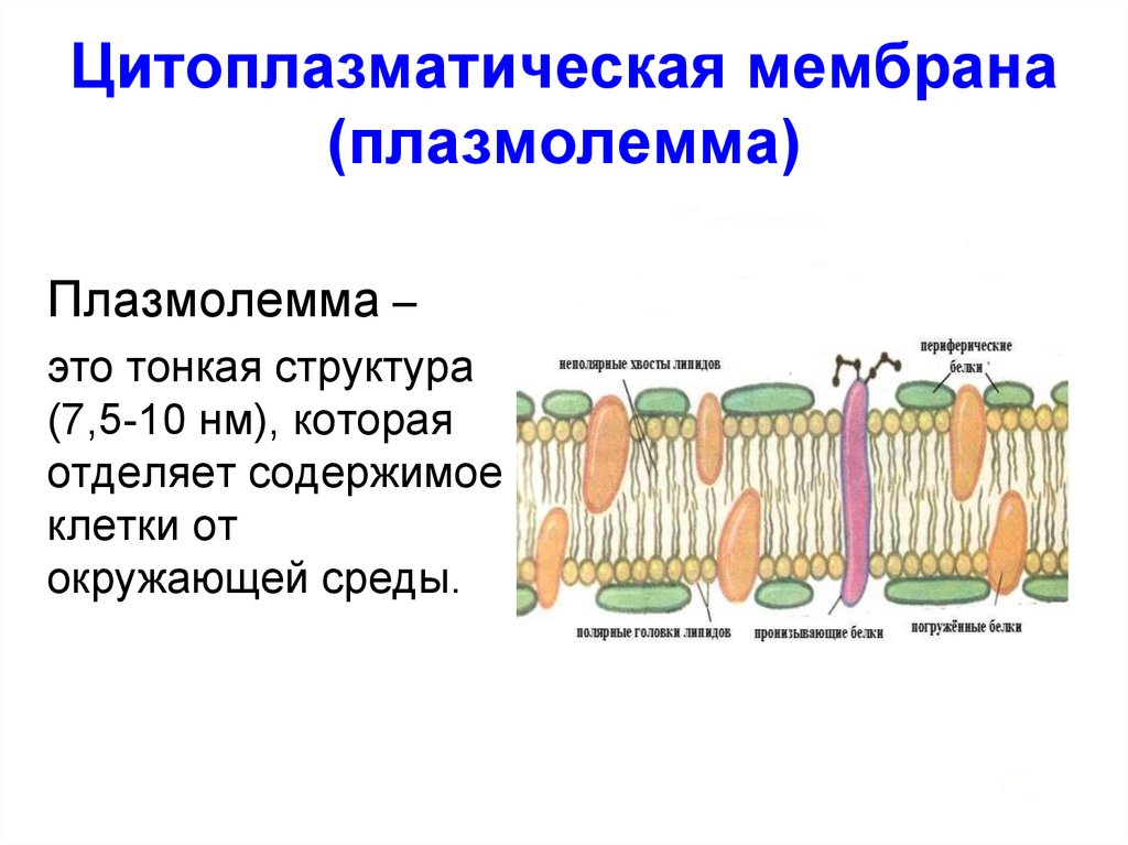 Мембраны клеток эукариот. Клеточная мембрана плазмалемма. Цитоплазматическая мембрана клетки плазмолема. Плазматическая мембрана плазмалемма. Цитоплазматическая мембрана и цитолемма.
