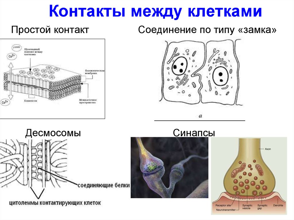 Сложные соединения клеток. Схема строения межклеточных контактов. Типы межклеточных соединений. Типы межклеточных контактов схемы. Схема строения межклеточных контактов гистология.