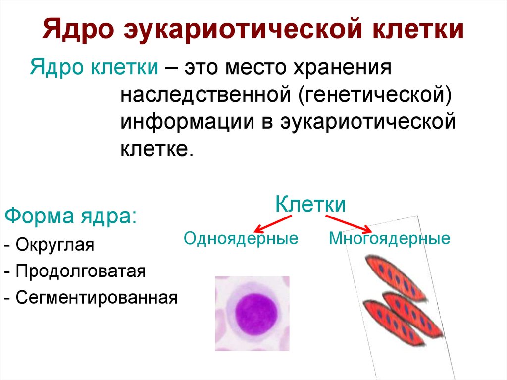 Виды ядер. Формы ядра клетки. Многоядерные клетки. Одноядерные и многоядерные клетки. Формы клеточных ядер.