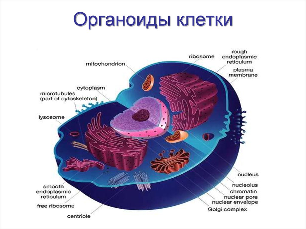 Фотографии органоидов клетки