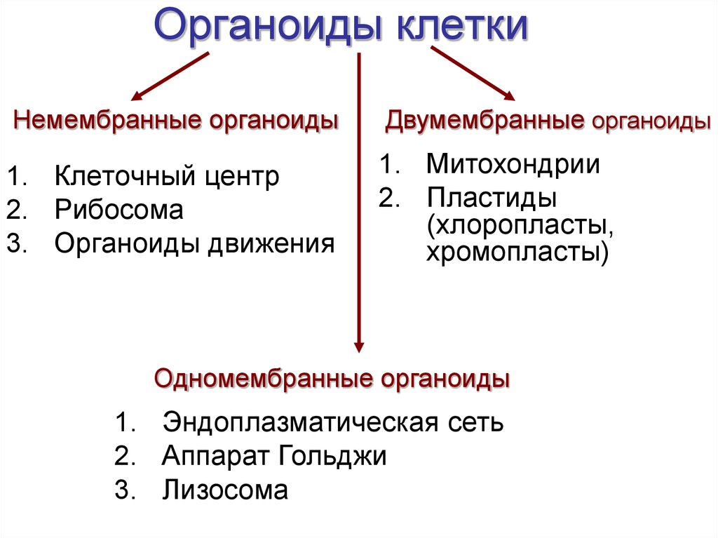 К немембранным органоидам клетки относятся. Схема классификации органоидов. Классификация органоидов клетки схема. Схема мембранные органоиды клетки. Классификация мембранных органоидов клетки.