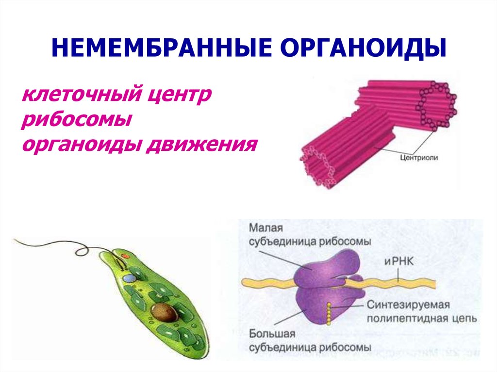 Органеллы передвижения. Немембранные органеллы строение. Органоиды мембранного строения. Немембранные органоиды клеточный центр. Немембранные органеллы клетки строение.