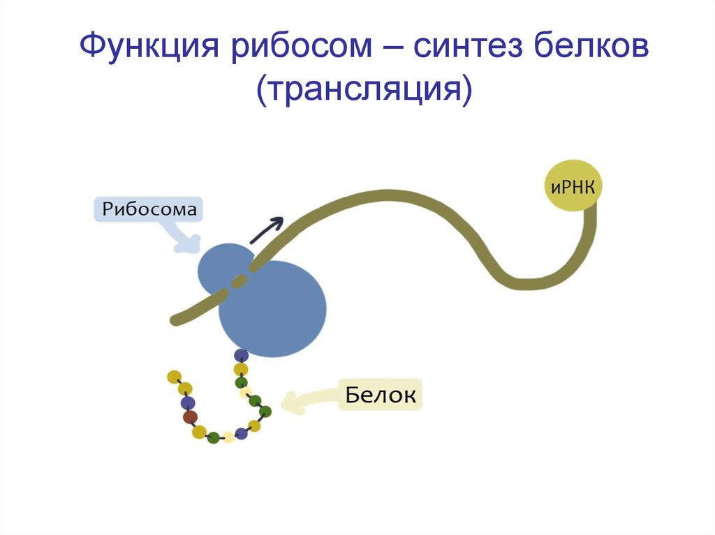 Рибосомы синтезируют полипептиды. Синтез белков в рибосомах. Схема синтеза белка в рибосоме трансляция. Трансляция это Синтез белка на рибосомах. Синтез белка на рибосомах.