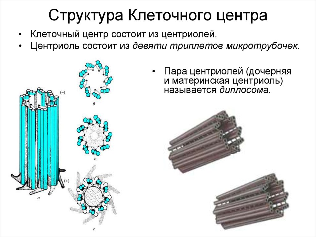 Клеточный центр рисунок