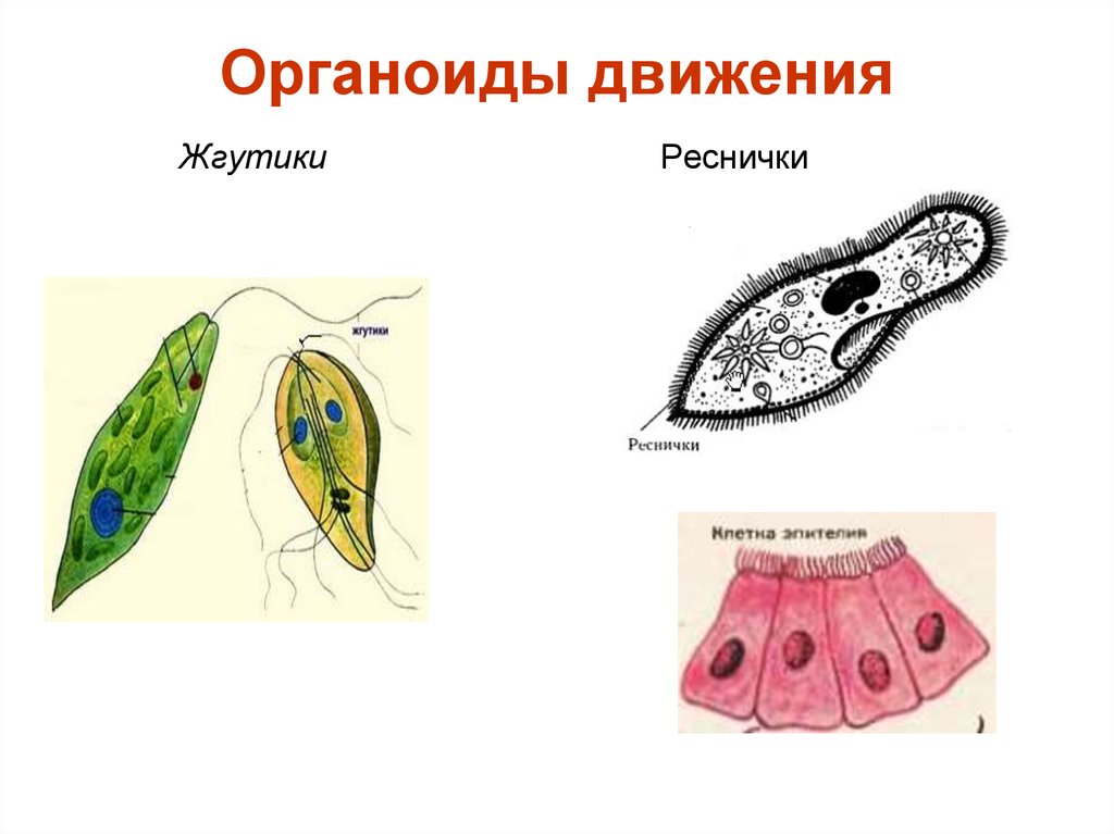 Органеллы передвижения. Органоиды движения реснички и жгутики. Органоиды движения реснички строение. Строение органоидов движения клетки. Органоиды движения органоиды клетки.