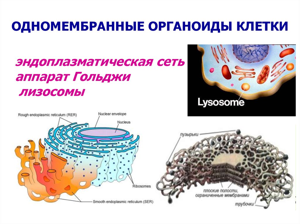 Лизосома мембранный органоид. Аппарат Гольджи одномембранный органоид. Одномембранные органеллы строение. Строение одномембранные органеллы клетки. Одномебранный органоиды клетки.
