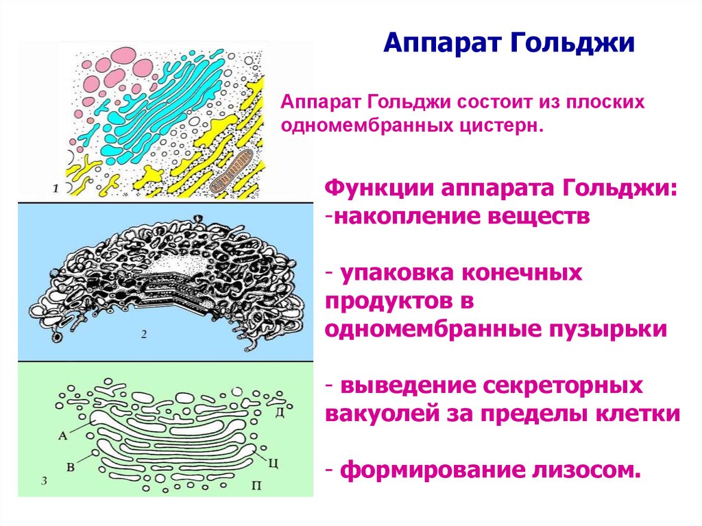 Цис гольджи. Аппарат Гольджи отделы цистерн. Транс отдел аппарата Гольджи. Аппарат Гольджи формирование лизосом. Секреторная функция аппарата Гольджи.