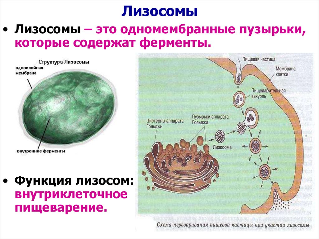 Органоидами клетки эукариотической являются. Лизосома функции органоида. Функции органиодов лизосом. Клетка органоиды клетки лизосомы. Строение органоида лизосомы.